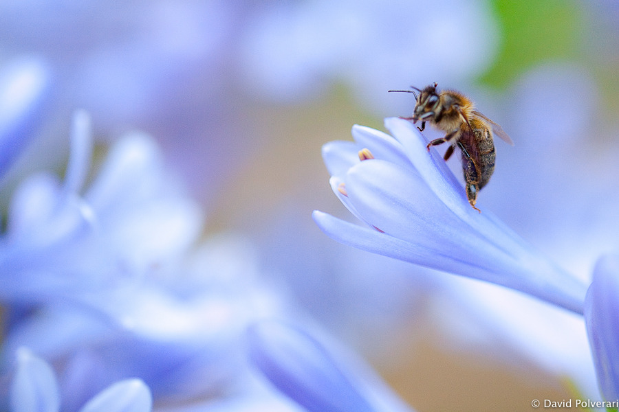 Une abeille sur une belle fleur bleue en macro