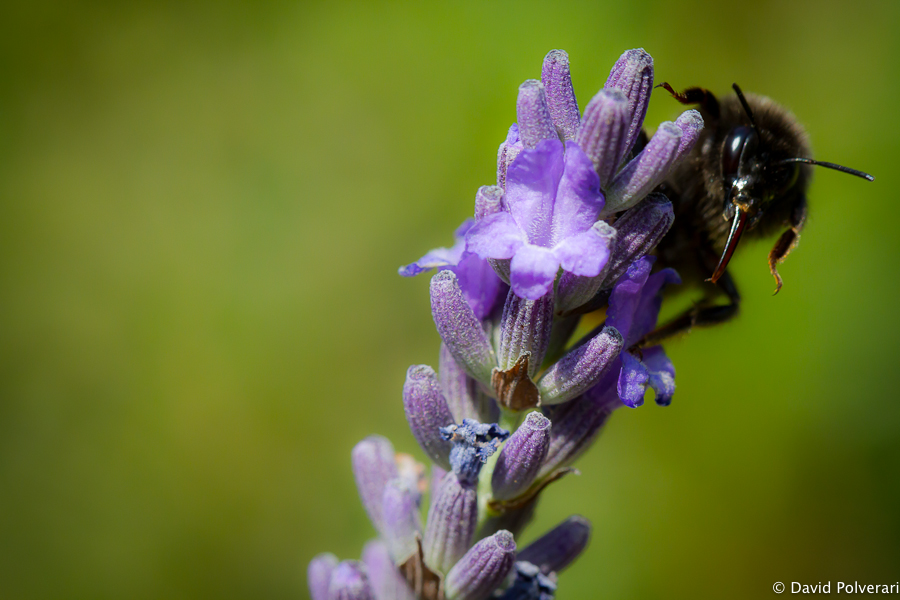 test du canon 100/2.8L IS : Macro d'un bourdon