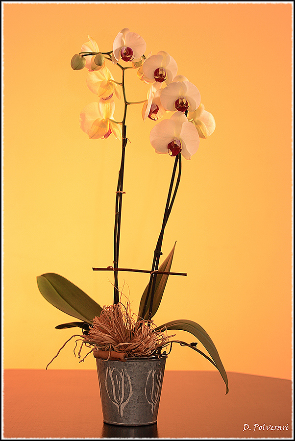 canon eos 400D, orchidée, fleur, Photo, David Polverari